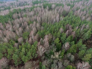 Beautiful mixed forest. Drone footage.