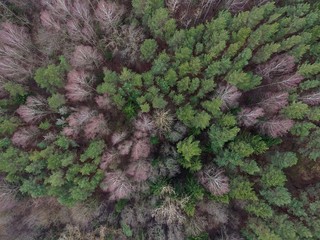 Beautiful mixed forest. Drone footage.