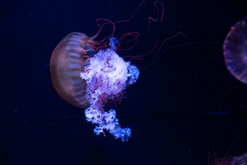 jellyfish