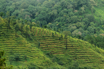 Fototapeta na wymiar View of forest plantation