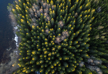 Vertical aerial view of spruce forest with leafless aspen trees in autumn.