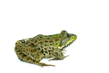 Fototapeta premium Common green frog isolated on white background