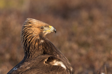 Golden Eagle with open bill, proud face close up, copy space
