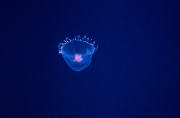 jellyfish