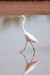 great blue heron in water
