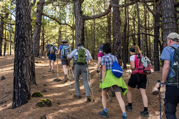 La Palma: Wanderung auf der Ruta de los Volcanes - Gruppe von Wanderern im Kiefernwald