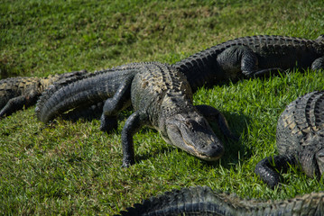 Alligator Gator Wildlife Everglades Florida