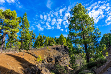 La Palma: Wanderung auf der Ruta de los Volcanes - Kiefern im Gegenlicht