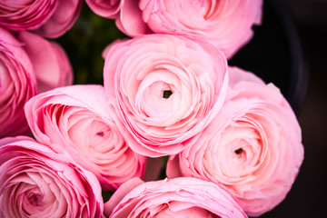close up view of ranunculus flowers