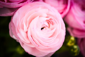close up view of ranunculus flowers