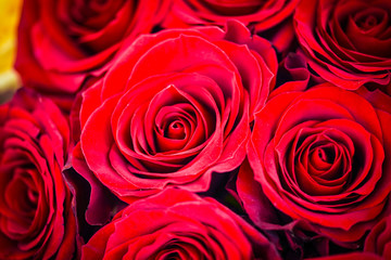 natural roses close up view