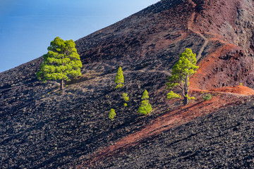 La Palma: Wanderung auf der Ruta de los Volcanes - leuchtende Kiefern in roter Vulkanerde