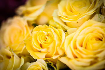 natural roses close up view