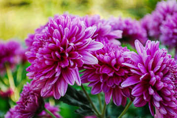 Fototapeta premium DOMESTIC PINK FLOWER FLOWERS IN A HOME GARDEN