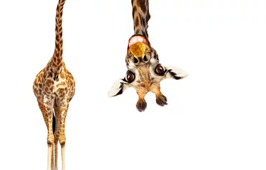 Gardinen Lustiges süßes umgedrehtes Porträt der Giraffe auf Weiß © Sergey Novikov