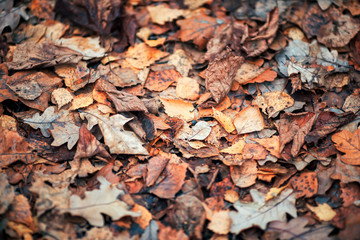 natural background with texture of old withered brown leaves lie fallen and dried on the ground in the autumn Park