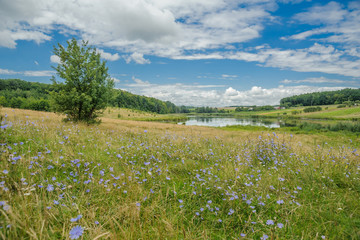 Spring meadow with flowers on the background of the lake