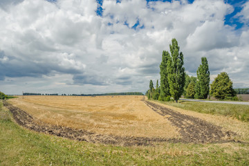 Fototapeta premium Trees on a background of field and sky.
