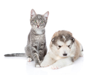 A tabby cat sits next to a puppy of Alaskan Malamute, they are looking at the camera. Isolated on a white background