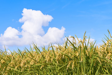 稲穂　夏空
