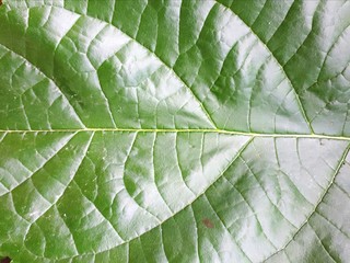 texture of green leaf