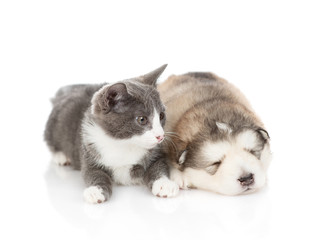 A gray cat lies next to a sleeping puppy of Alaskan Malamute. Isolated on a white background