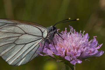 04.07.2019 DE, RLP, Schönecken Baumweißling Aporia crataegi (LINNAEUS, 1758)