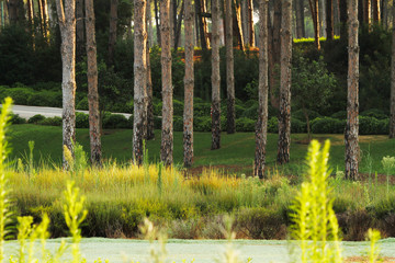 trees in forest