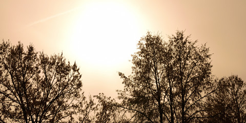 Plakat Sonnenpanorama mit Baumsilhouette