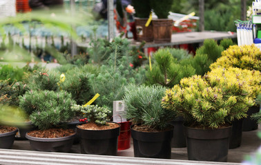 Seedlings of coniferous plants in the store. Preparing for the summer season