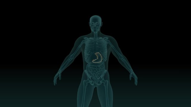Anatomically accurate 3d animation of human body x-ray scan with visible stomach 3d render isolated on black background