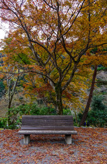 Autumn scenery in Arashiyama, Kyoto, Japan