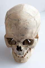 Human anatomy. The human skull. Top view, side view.
