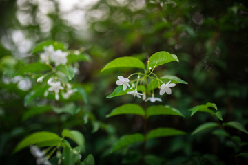 little white flowers in the green garden at afternoon