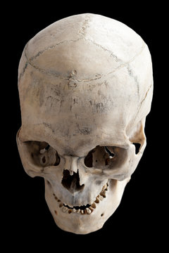 Human anatomy.  The human skull. Top view, side view. Isolated on a black background.