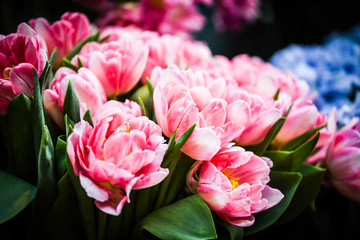 Obraz premium natural tulips close up view
