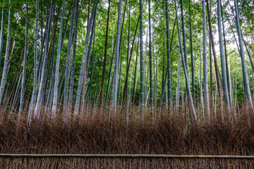 Fototapeta premium Bambusowy las Arashiyama w Kioto w Japonii