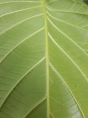 green leaf close up