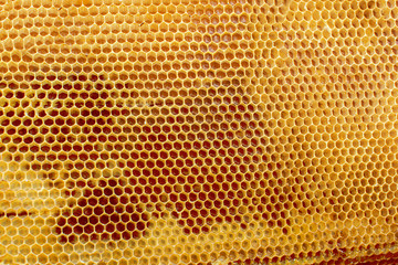 Background from empty honeycombs. Golden color texture