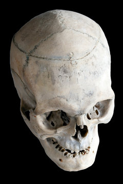 The human skull. Top view, side view. Human anatomy. Isolated on a black background.