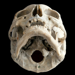 Human anatomy. The human skull. View from below. Isolated on a black background.
