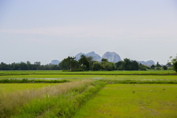 green and gold rice fields with the background of mountain