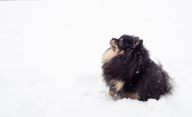 Small black dog in snow winter. Pomeranian,  german spitz.  Copy space.