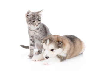 A tabby cat sits next to a puppy of Alaskan Malamute. Isolated on a white background