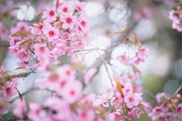 The fully bloomed Cherry Blossom flowers in spring, The wild himalayan cherry trees.