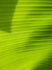 abstract background of leaf