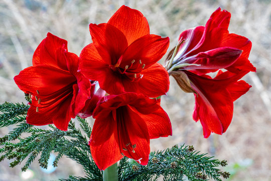 Close up of red amaryllis (hippeastrum)  flowers