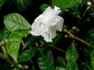 Obraz premium flower with water drops of dew on black background