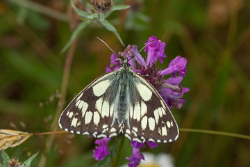 06.07.2019 DE, NRW, Eifel, Lewertbachtal Schachbrett Melanargia galathea (LINNAEUS, 1758)