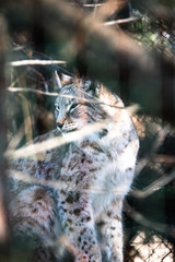 Leopard, big spotted cat licking paw closeup bobcat